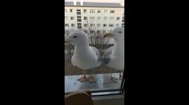 Seagull entertainment at Corona time.