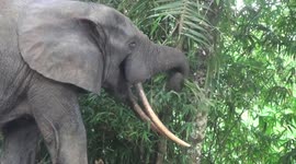 Forest elephant feeding, skilfully stripping palm fronds with his trunk in a Congo rainforest.