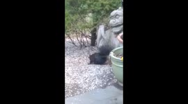 Rare Black Squirrel pays a visit.