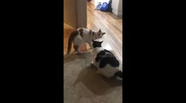 Fighting Aussie Cats