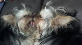 Adorable Thailand dog kisses his reflection in mirror