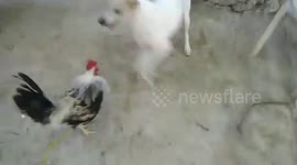 Pet dog and rooster fight in back yard in the Philippines