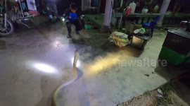 Awesome view of huge king cobra caught in Thailand