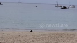 Sea otter plays on deserted Thailand beach