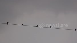 Swallows practicing social distancing, while enjoying a shower of rain, finally they all fly away except for one.