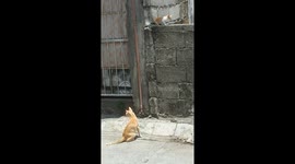 Mother cat wants to save her kittens and bring them home