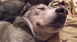 husky fall in a deeb sleep
