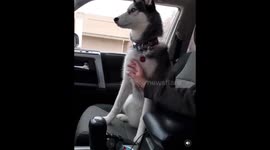 funny husky demand attention