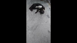 My cat rukia sleeping like, a bat? Cat or bat?