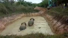 Trapped elephants stuck overnight in muddy pool are rescued after curfew ends