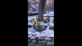 Spring gives way to winter in New Jersey as daffodils are covered in snow