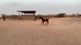 new pony in the farm