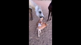 Funny Arabian Horse plays with dog and try to eat it's tail