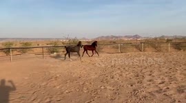 Race between horses and dog
