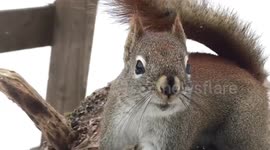 Cute squirrel nibbles on peanuts prior to arrival of winter storm