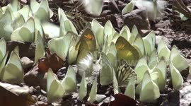 Puddling butterflies flutter and settle to sip minerals from damp ground in Kaeng Krachan National Park, Thailand.
