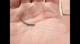 Freaky! Lizards tail keeps moving without the lizard attached!