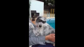 Cool Spanish dog loves wearing sunglasses, makes other dog jealous