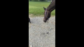 Puppy tries to take a horse for a walk