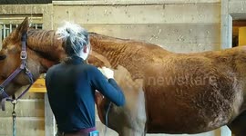 Satisfying time-lapse of clipping horse's winter coat