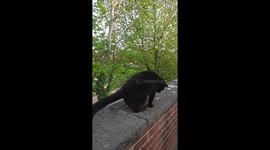 Using the drone to amuse the cat