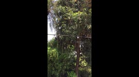 Man trolling bird