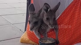 Adorable rescued baby Kangaroos eat together in cute bag