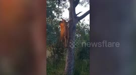 Incredible footage shows leopard with fresh kill effortlessly climb up tree in South Africa