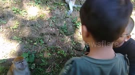 2 years kids give some peanutes for monkeys