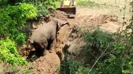 Heartwarming moment wild tusker climbs out of 4.5 meters deep trench as officials rejoice in south India