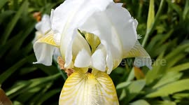 Beautiful sight bird sounds||Beautiful flower||natural beauty