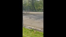A bird in the tennis courts