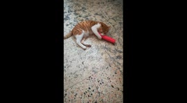 Kitty Use Plastic Toys To Play