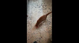 Kitty Play With Toy In Room