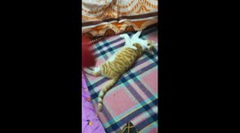 Kitty Play Ball On Bed