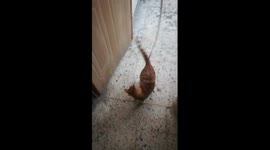 Kitty Night Entertainment In Quarantine Days