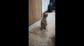 Kitty Having Fun In Quarantine Days