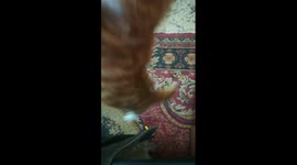 Finger Catch Game With Kitty