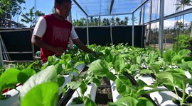Home Gardening for Foodstuffs Facing the Corona Virus Pandemic