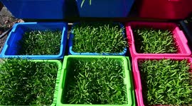 Home Gardening for Foodstuffs Facing the Corona Virus Pandemic