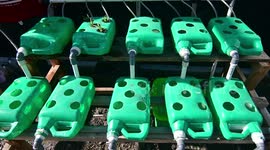 Home Gardening for Foodstuffs Facing the Corona Virus Pandemic
