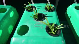 Home Gardening for Foodstuffs Facing the Corona Virus Pandemic