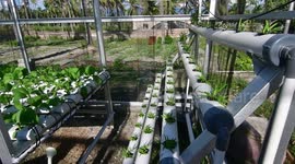 Home Gardening for Foodstuffs Facing the Corona Virus Pandemic