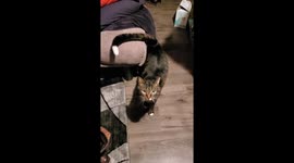 Pathetic Cat Begging for Fancy Feast