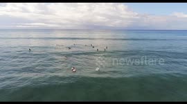 Surfing in the beautiful turquoise ocean in Hawaii