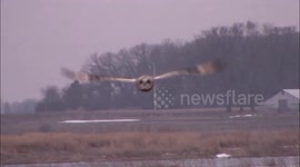 Short-eared Owls hunting in marsh