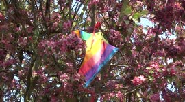 Rainbow kite on a cherry tree in London park over Easter in Coronavirus lockdown