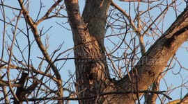 Starlings build a nest on a tree in a hollow.