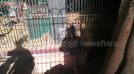 Olive Baboon Spicis Located In Egypt
