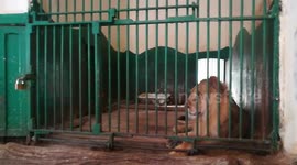 Male Lonely Lion Isolated In Cage